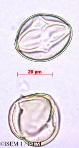 Pyracantha rogersiana - lame n° 27895
